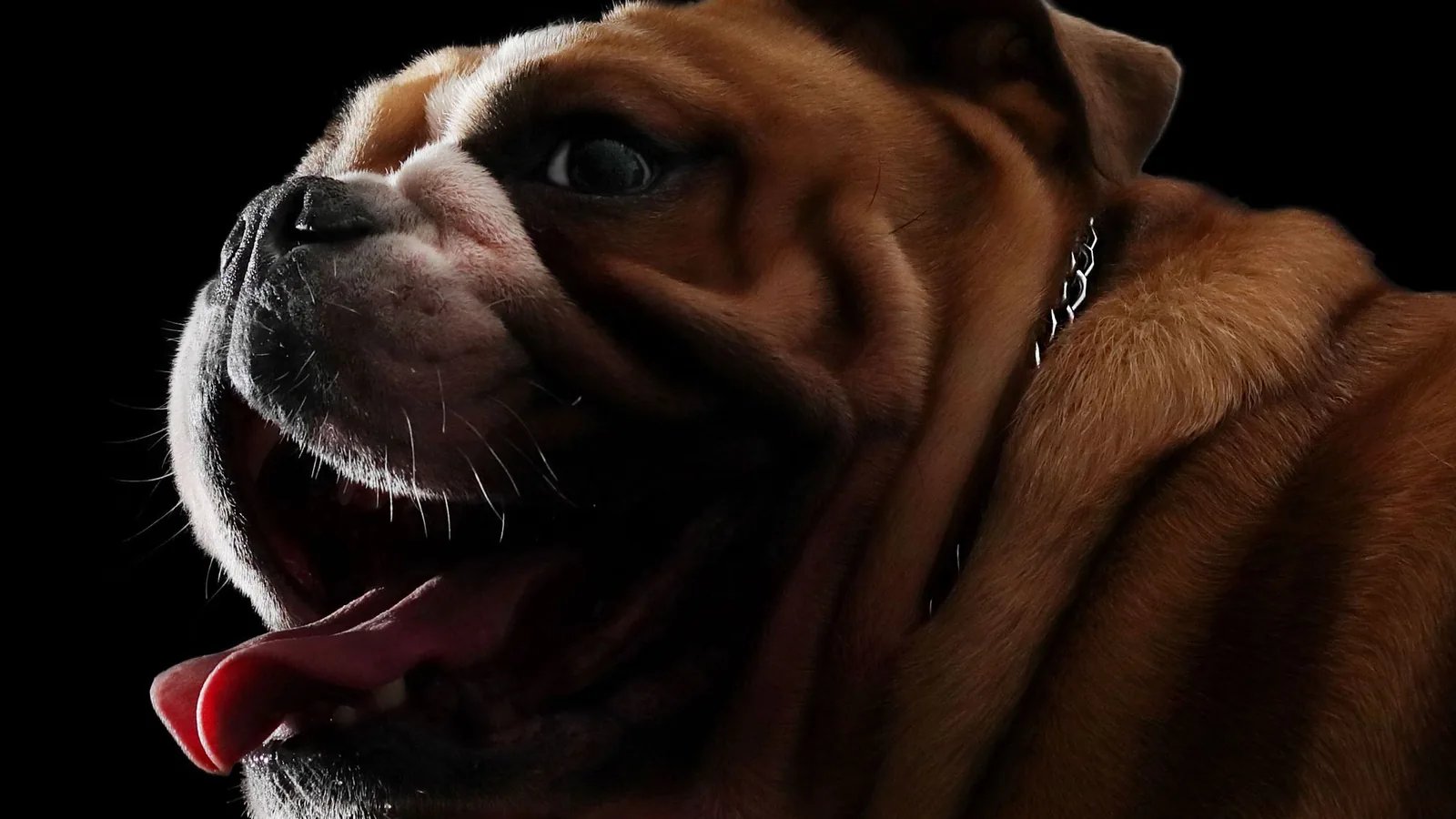 English Bulldog muzzle and airway profile — soft palate and stenotic nares care