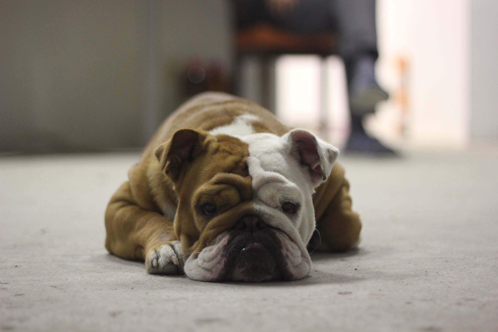 English Bulldog at rest — cherry eye consultation