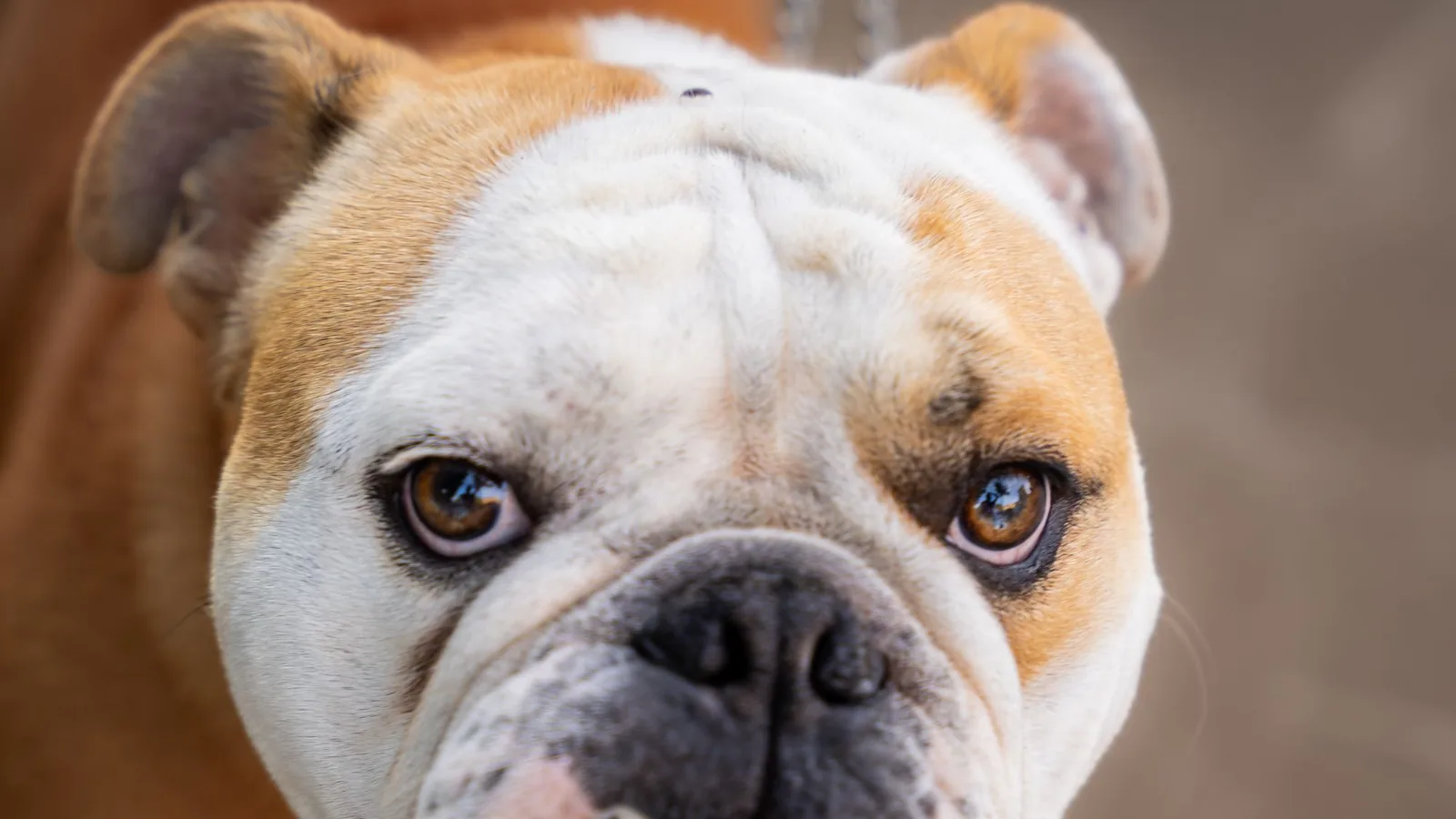 English Bulldog eye detail — entropion consultation
