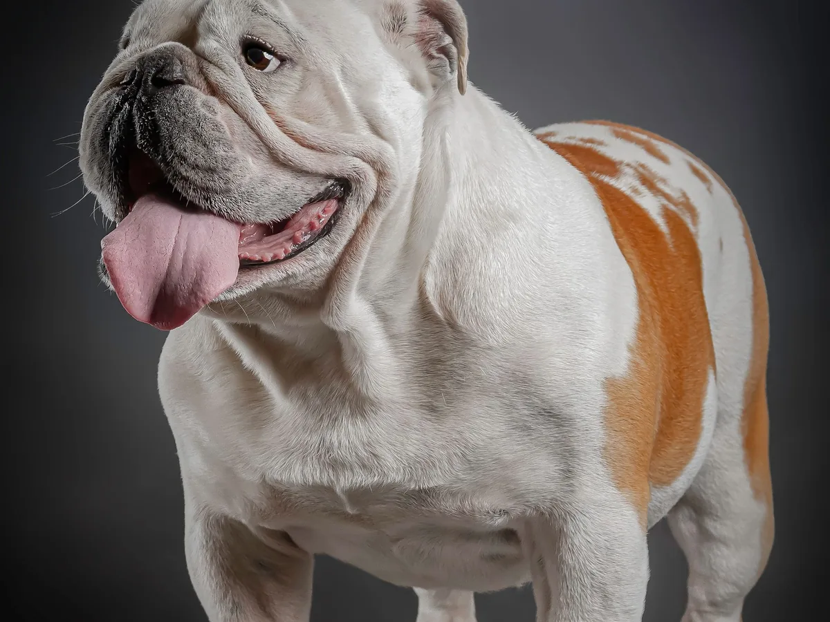 English Bulldog breed example — dental and airway-aware anesthesia planning