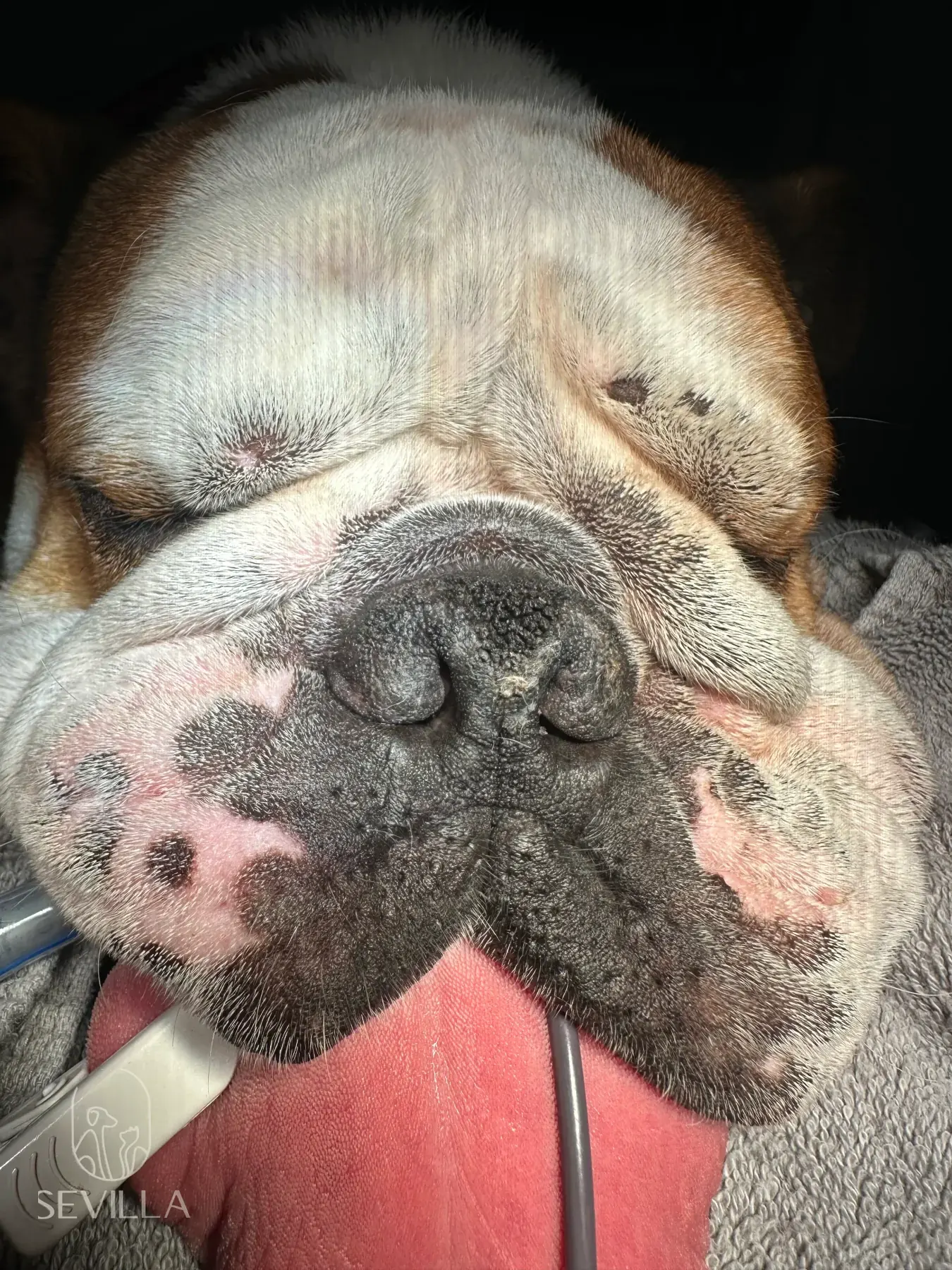 Bulldog under monitored anesthesia with an endotracheal tube visible