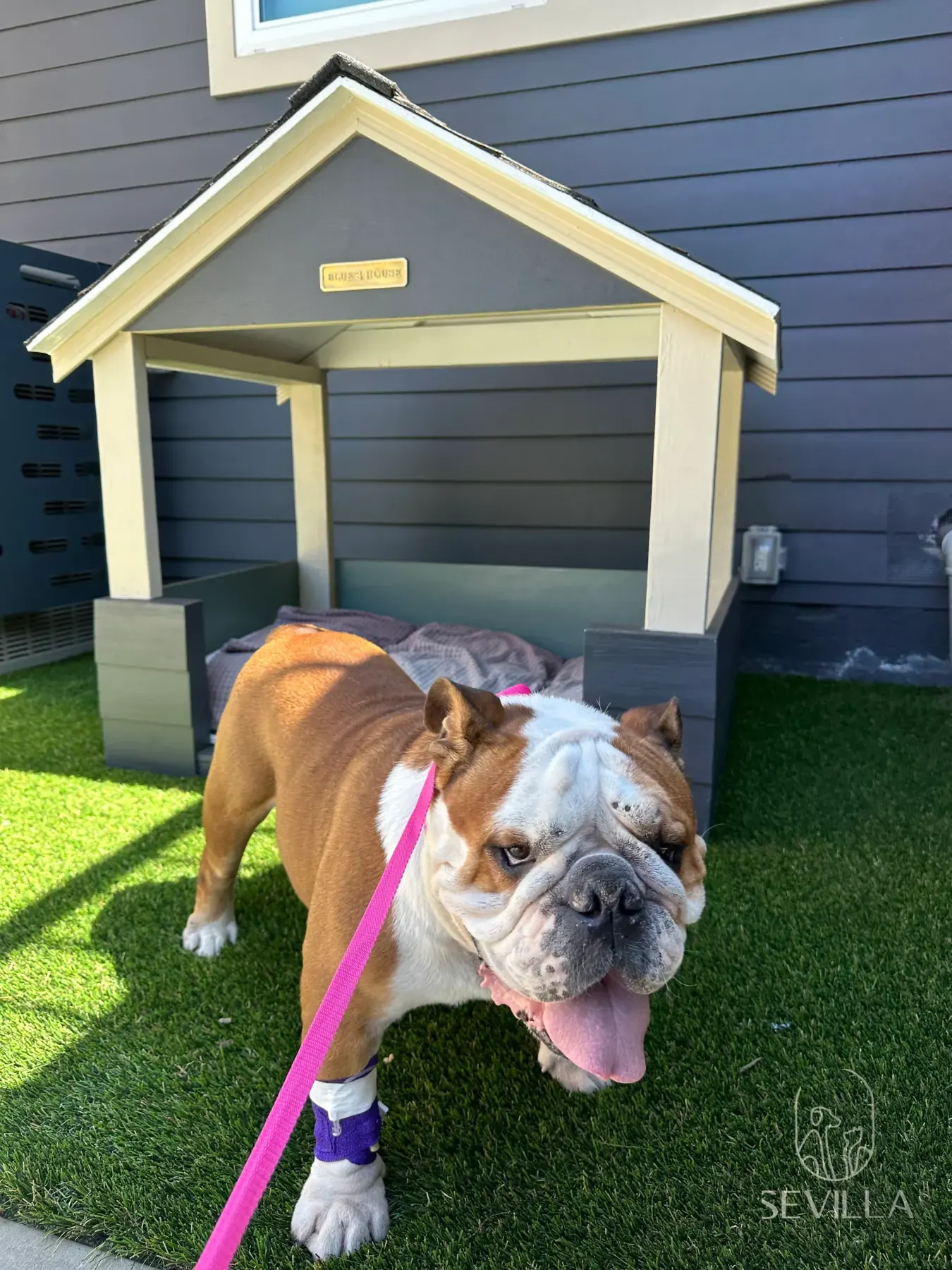 English Bulldog standing on clinic turf after veterinary care, looking toward the camera
