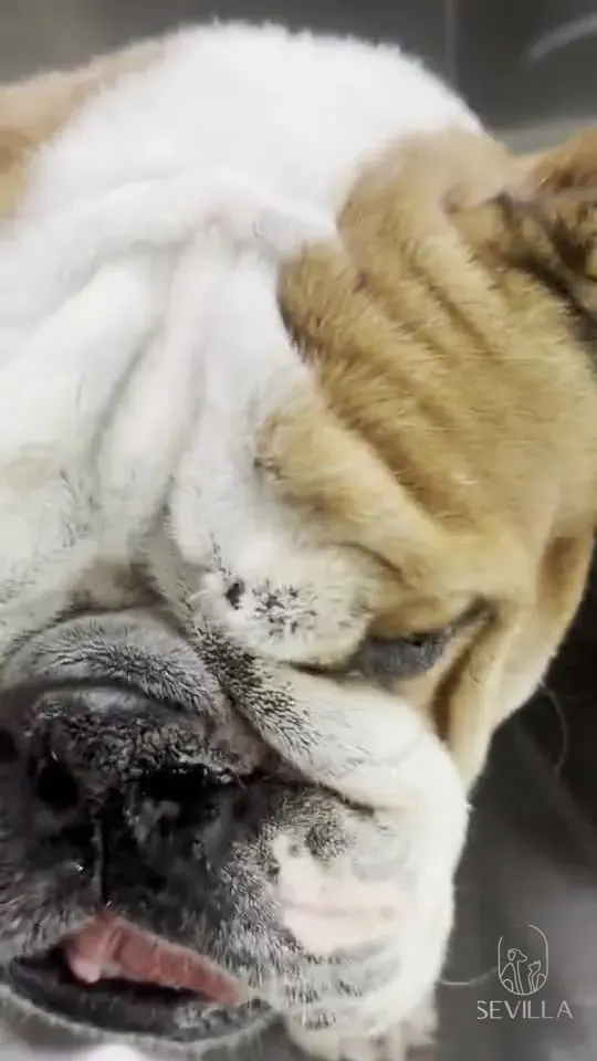 Short video of a Bulldog standing on a stainless examination table