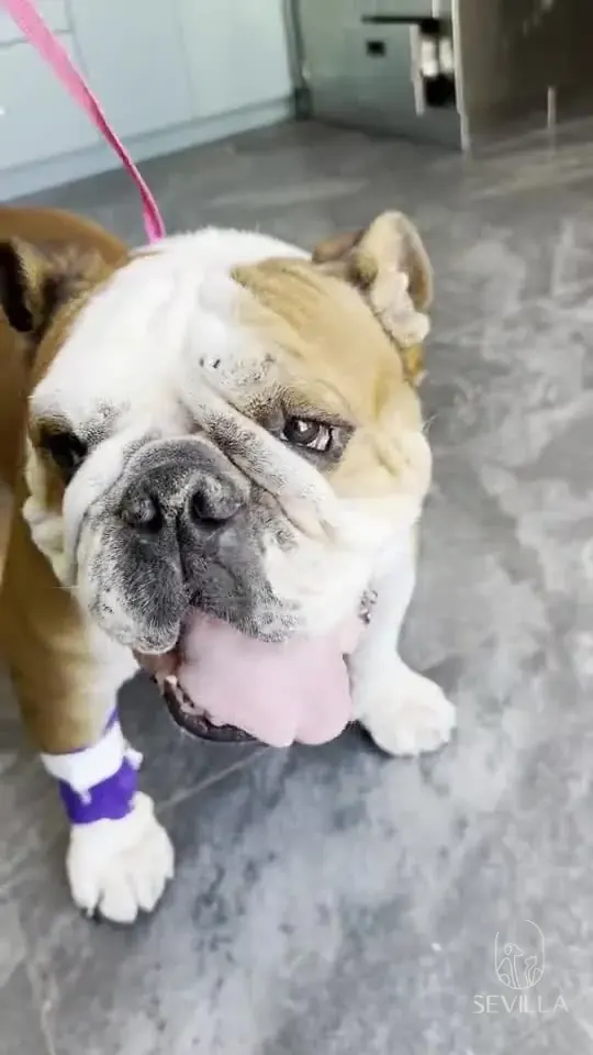 Short video of an English Bulldog standing in a clinic hallway after care