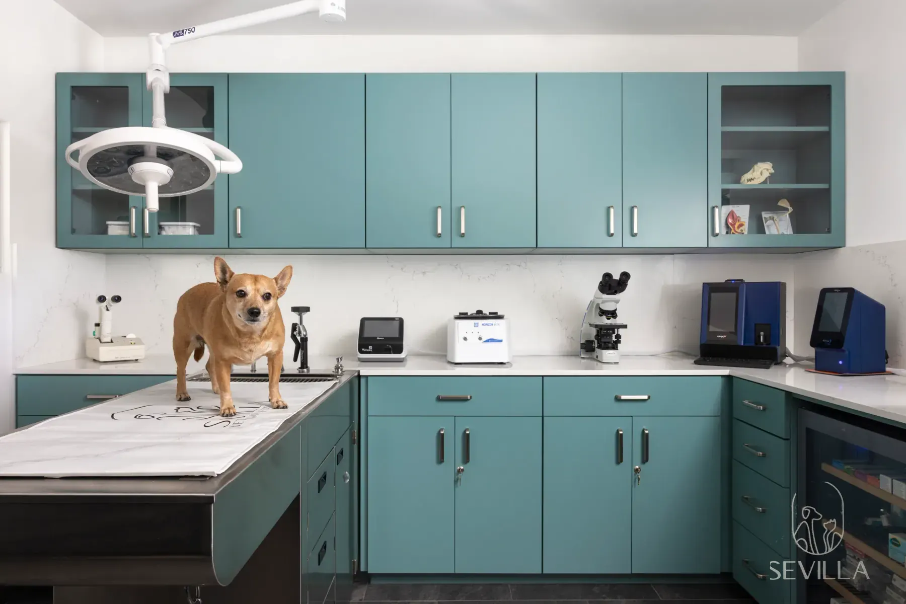 Veterinary diagnostic room with teal cabinetry, microscope and a calm dog on an exam table