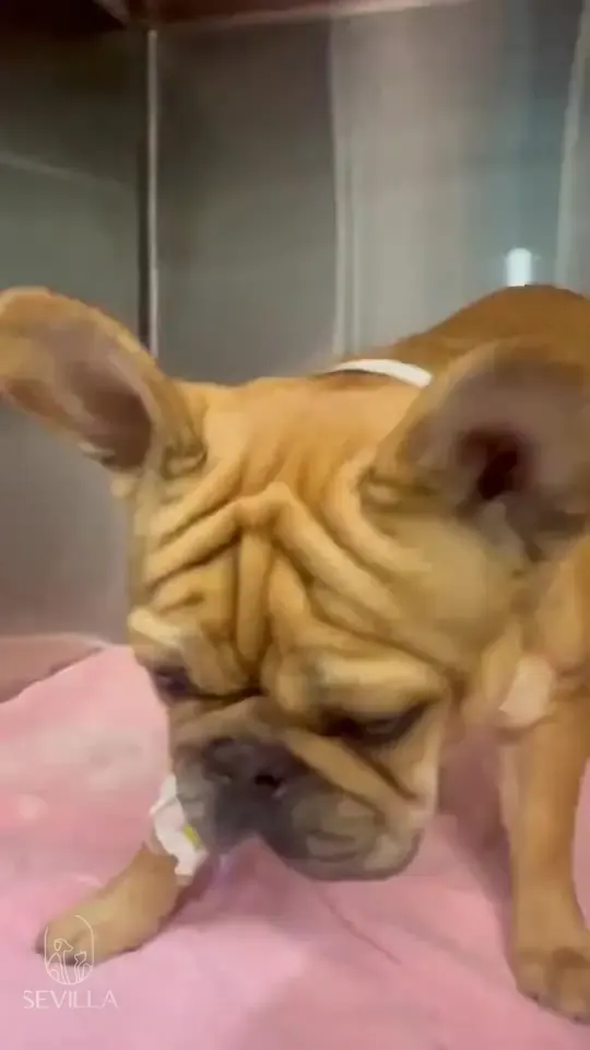 Short portrait video of a French Bulldog resting in a kennel with an IV line