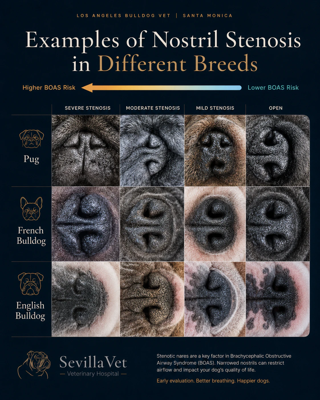 Educational grid comparing severe to open nostrils in Pug, French Bulldog and English Bulldog