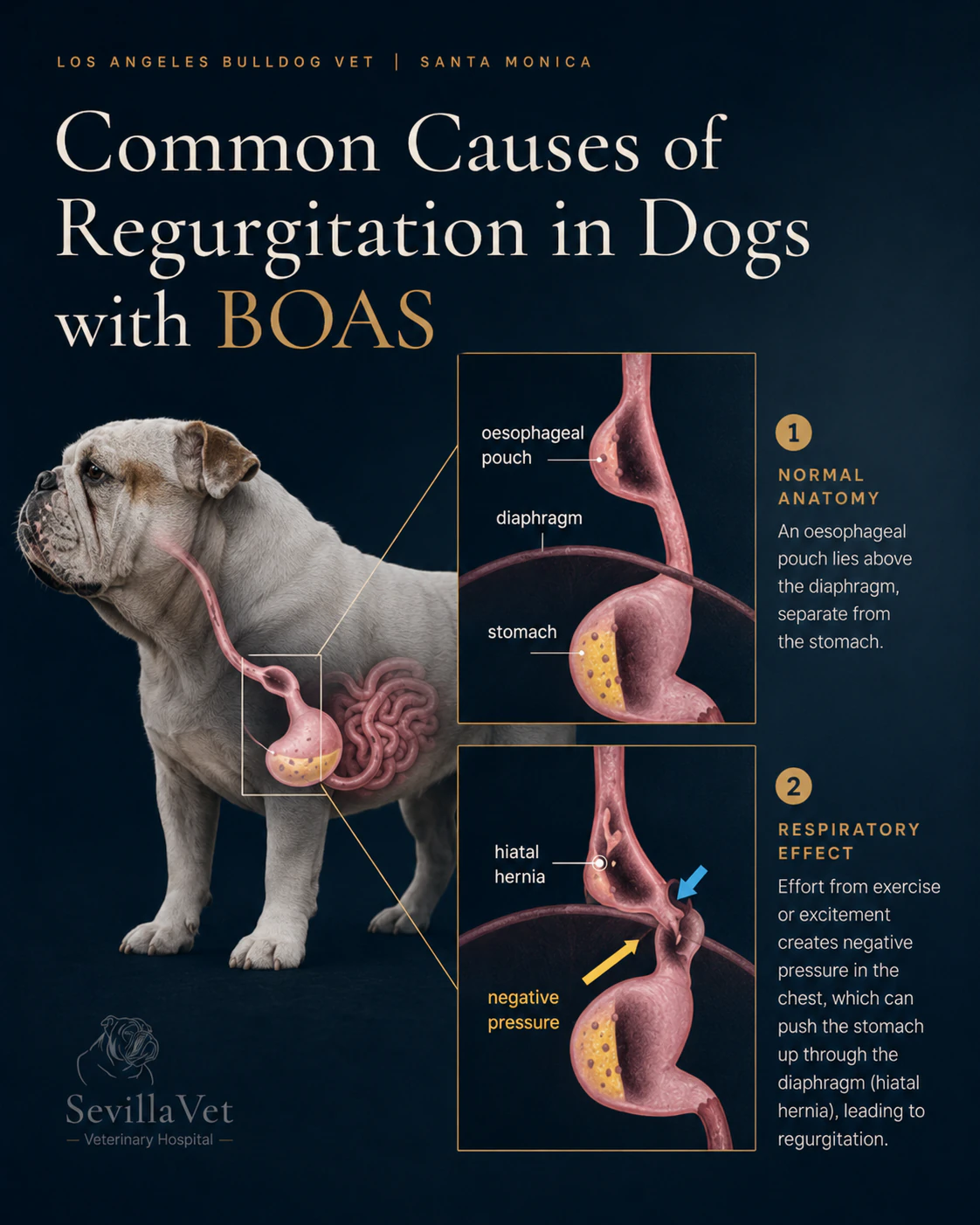 Educational infographic relating BOAS respiratory effort to regurgitation and hiatal hernia patterns