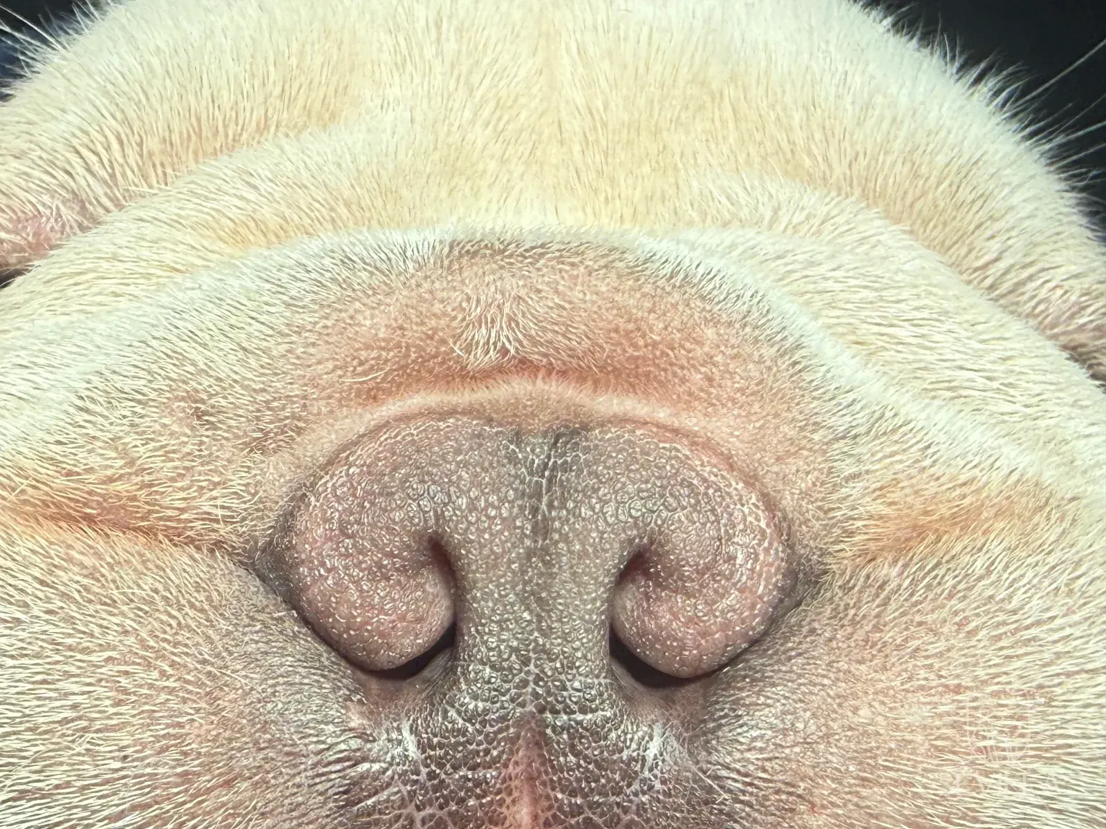 Close-up photograph showing narrowed external nostril openings in a light-colored Bulldog