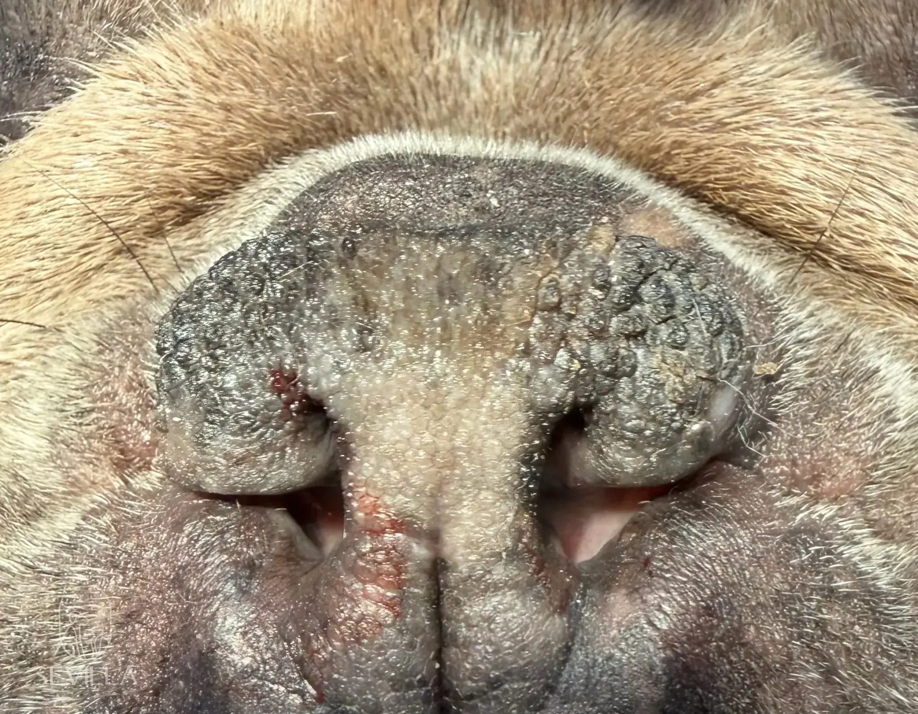 Close-up of a bulldog nose showing narrowed nostrils